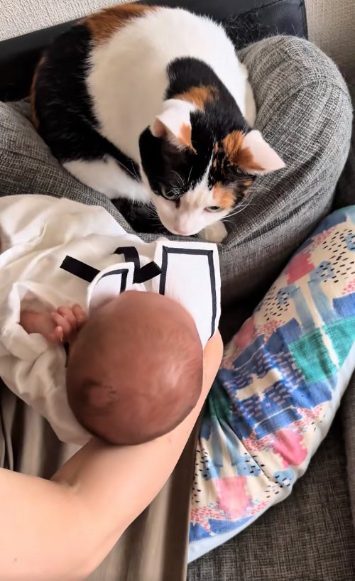 赤ちゃんの匂いを嗅いでいる三毛猫