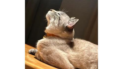室内にいる猫