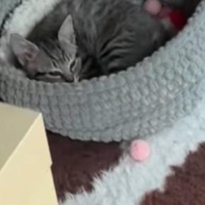 お留守番していた子猫→飼い主が帰ってきたことに気づくと…あまりにも『尊い光景』が39万再生「早く帰りたくなるね」「すべてが可愛い」