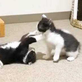 元気いっぱいに遊び回る子猫たち→片付けをして戻ったら、『優しい先住猫』のそばで…尊すぎる瞬間に「素敵な保育士」「なんて可愛いの」と反響