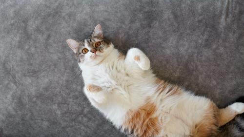 ヘソ天する猫