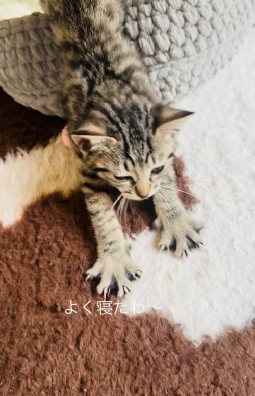 猫用ベッドを出ながら伸びをする子猫