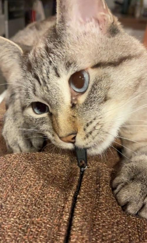 ジッパーを噛む猫