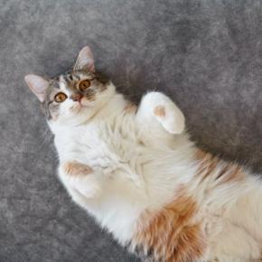 猫があなたに『仲良くなりたい』と伝えているサイン4選　行動に隠されている意味や仲を深める応え方