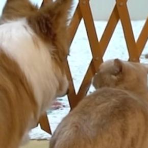 おもちゃを仕切りの奥に入れてしまった猫→『同居犬』がやってくると…笑ってしまう展開に反響「ほっこりしたｗ」「表情が好きすぎるｗ」