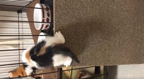 爪研ぎの上に乗ってケージの隙間から中に入っている子猫