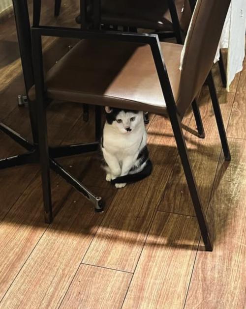 椅子の下でお座りをしている猫