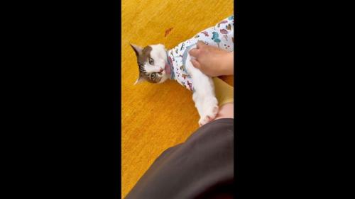 横になる姿
