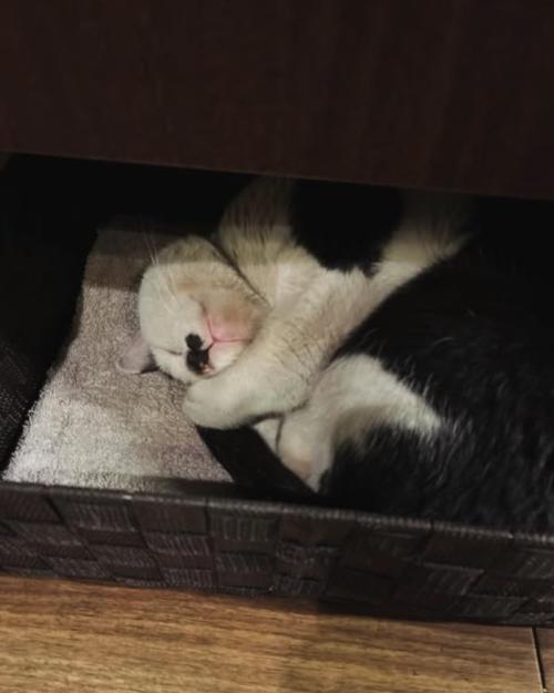 カゴの中で丸くなって寝ている猫