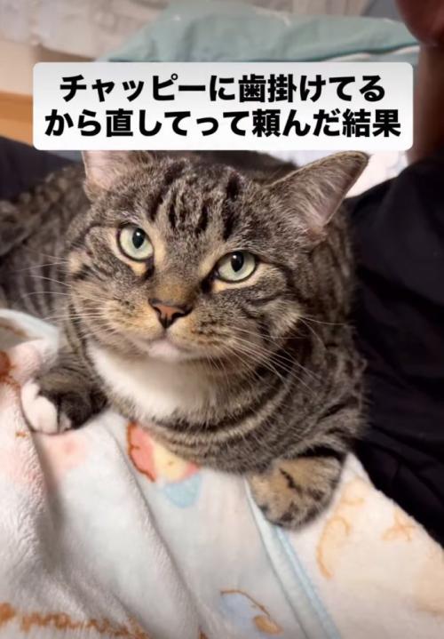 こちらを見つめる猫