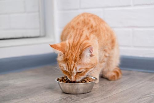 フードを食べる猫