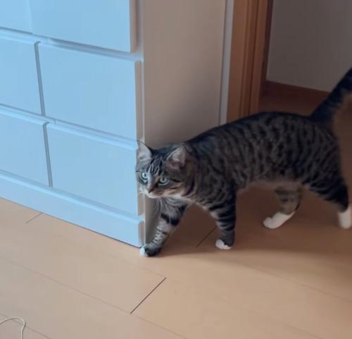 歩いてくる猫