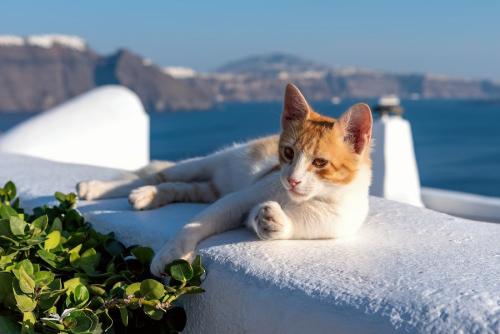 眠そうなギリシャの猫