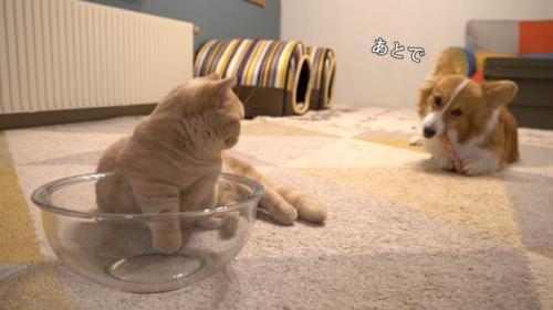 犬を見る猫