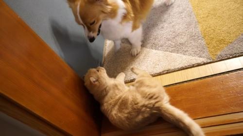 じゃれ合う猫と犬
