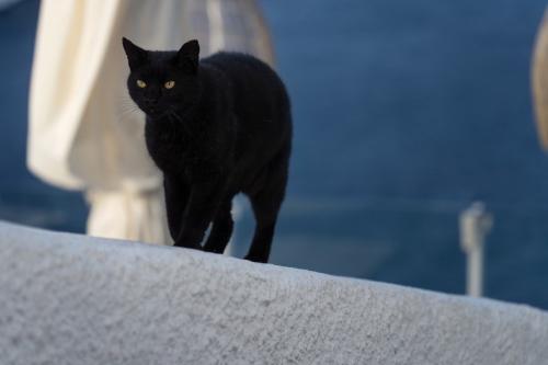 ギリシャの黒猫