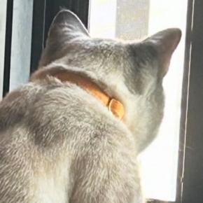 窓辺で外を眺める猫が『小さな子供みたい』と思っていたら…『後ろ』から見ると→『まさかの光景』に「びっくりしたｗ」「美しいねぇ」と話題