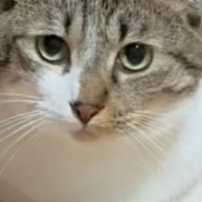 子猫たちがいるケージの前に『座っていた先輩猫』…あまりにも可愛い『遊び方』に３万いいね「本当に優しくて賢い」「永遠に見ていられる」