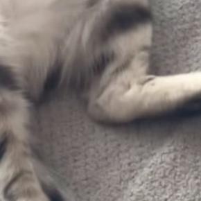 絨毯の上で『お昼寝していた猫』→お腹を天井に向けて…とっても無防備な寝姿に「可愛すぎて涙が出る」「たまらん」と悶絶の声続出