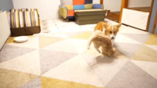 ひっくり返る猫