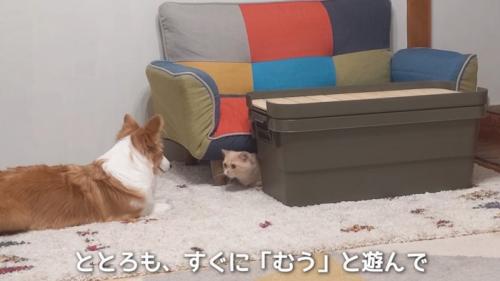 ソファーの下にいる猫