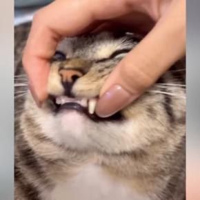 『猫の欠けた歯を治して』とAIにお願いした結果…思っていたのと違う『衝撃の光景』に４万いいね「めっちゃ綺麗ｗ」「意外と違和感ないｗ」