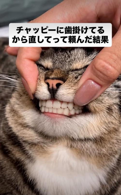 人間の歯に差し替えられている