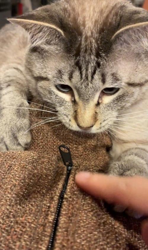 指を狙う猫