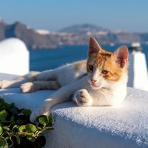 「美しいギリシャの島で、猫に囲まれて生活する」夢が現実になるかも！　海が好きな猫ファンにチャンス到来か