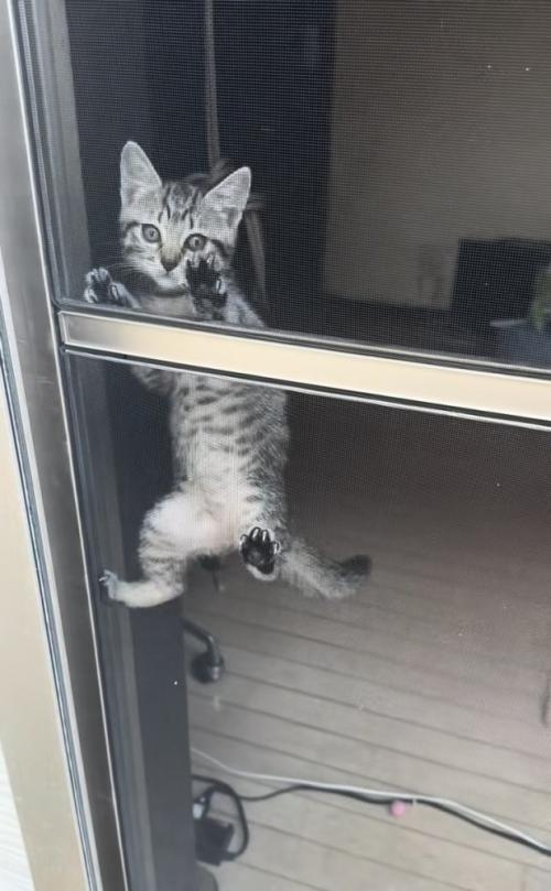 網戸を登る子猫