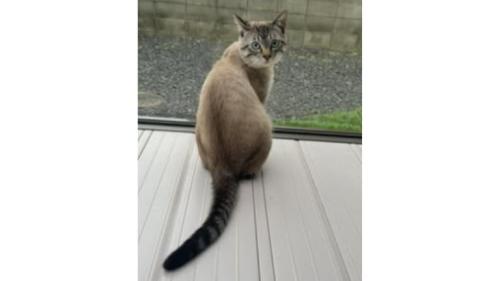 室内にいる猫