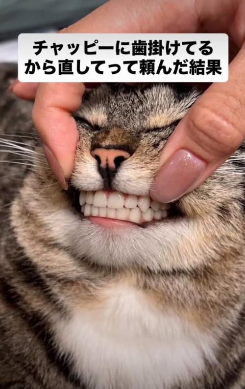人間の歯になった猫