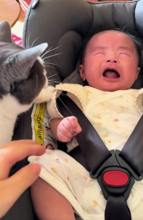 泣いている赤ちゃんと猫