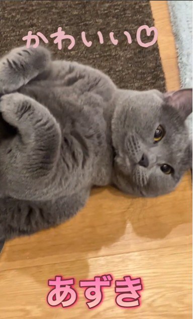 床で寝ている猫