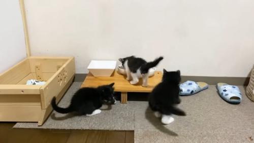 仲良く遊ぶ3匹の子猫