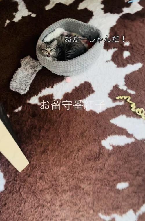 おかーしゃんを見て鳴く子猫