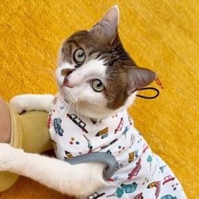 ママに撫でてもらっていた猫→甘え足りなくて…悶絶必至の『可愛すぎる催促』が18万再生「幸せな時間だね」「愛されているのがすごく伝わる」