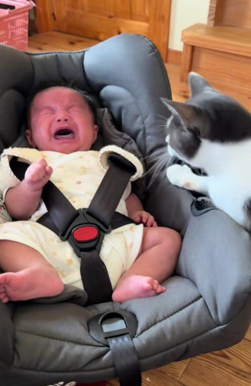 泣いている赤ちゃんと猫
