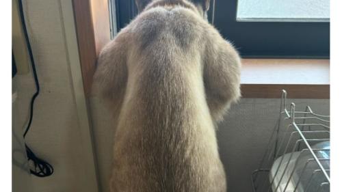 猫の背中