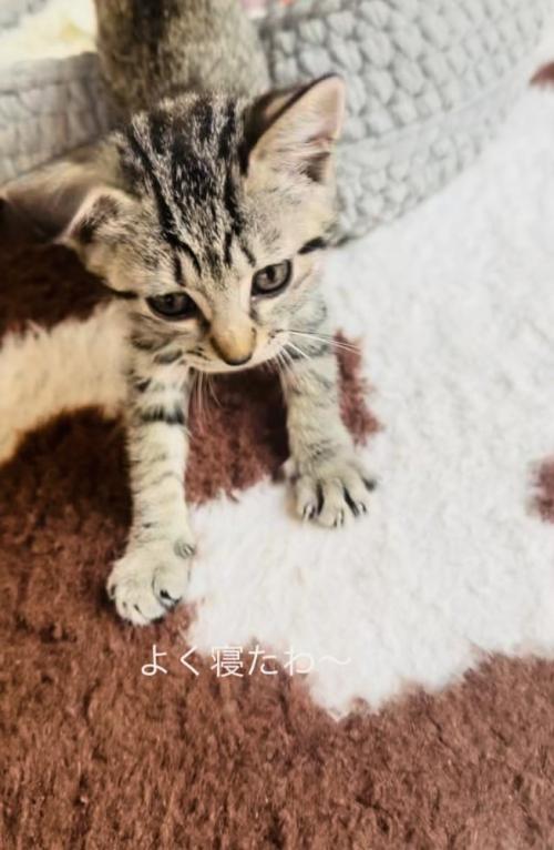 猫用ベッドを出ながら伸びをする子猫
