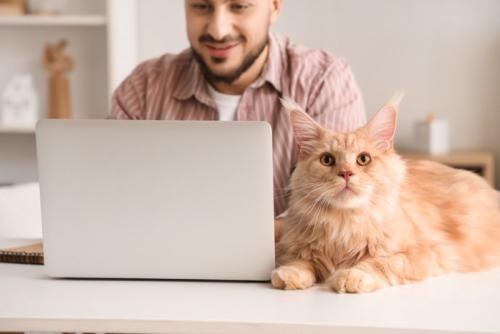 PCで仕事する男性と猫