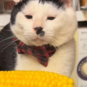 猫に『とうもろこし』を見せてみたら、戦い始めて…あまりにも可愛らしい『攻撃方法』が46万再生「すごく俊敏ｗ」「くらいたいｗ」と話題