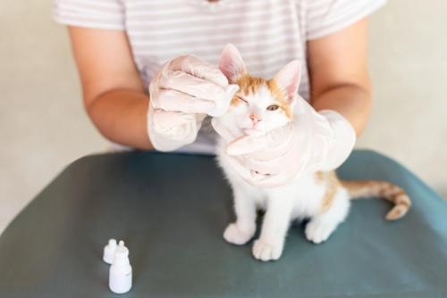目のケアをされている猫