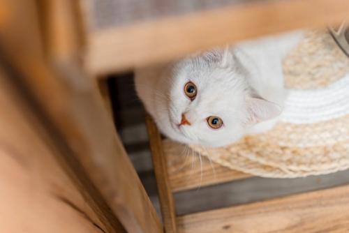 見つめてくる猫