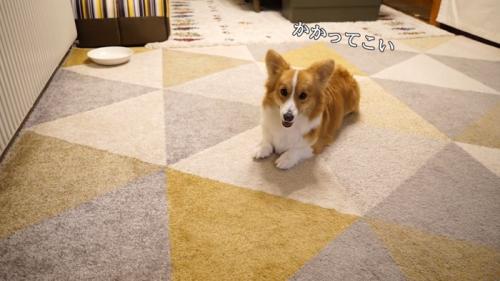 座っている犬