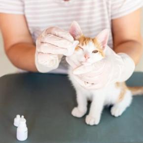 猫の『目ヤニ』が目立つときの原因5つ　病気が隠れている可能性や受診の目安まで