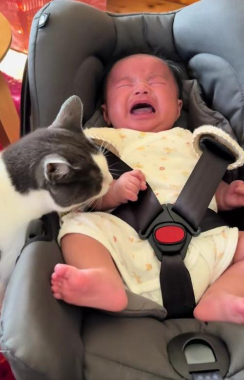 泣いている赤ちゃんと猫