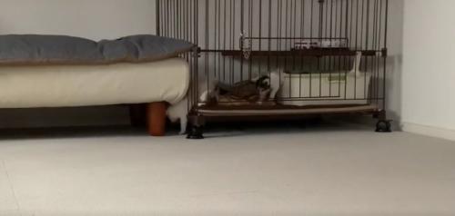 ケージの隙間から外に出ている白っぽい子猫