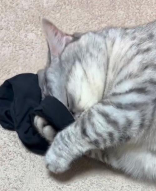 目を閉じてアームカバーに顔を埋める猫