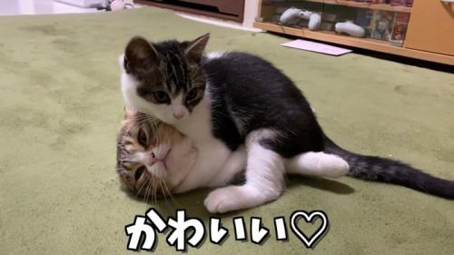 子猫に乗られる成猫